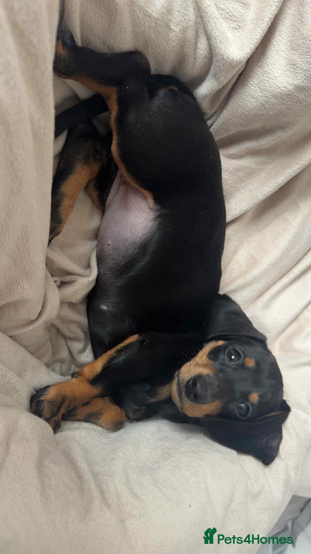 Miniature Dachshund dogs for sale: Female miniature dachshund  - Advert 2