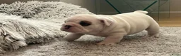 English Bulldog dogs for sale: beautiful kc reg health tested pup - Advert 7