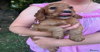 Cocker Spaniel dogs - Advert 13