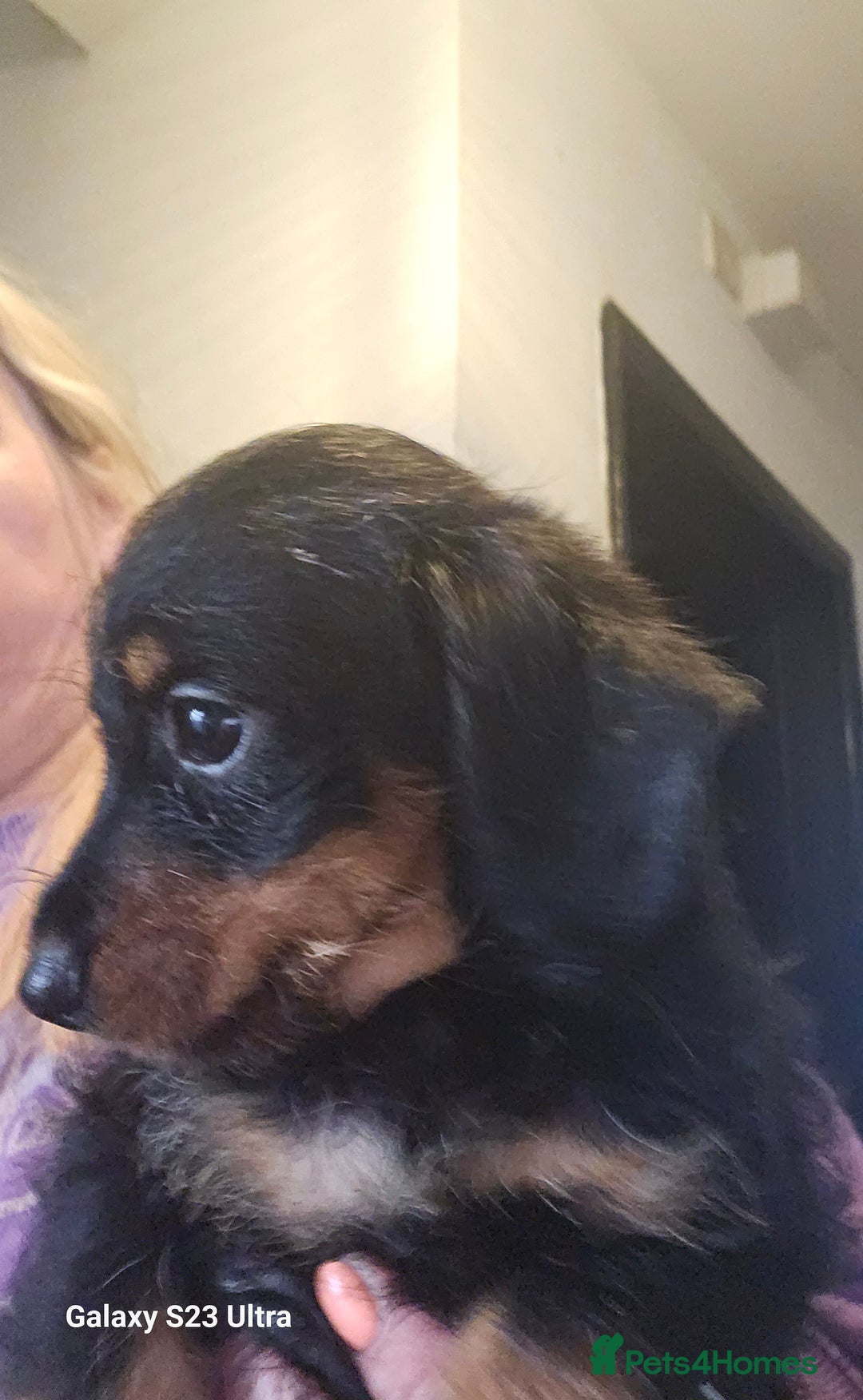 Doxiepoo dogs for sale: Doxipoos puppies mega curly and suited  - Image 6
