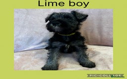 Miniature Schnauzer dogs for sale: Miniature Schnauzer Puppies  - Image 5