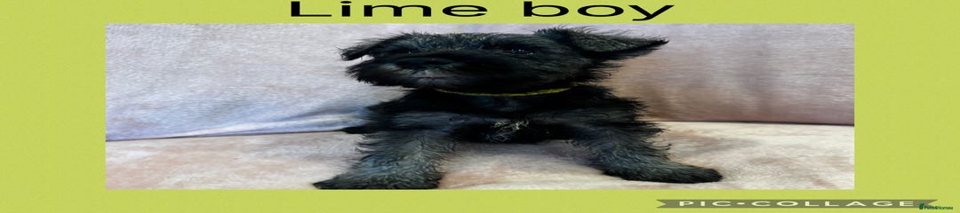 Lime Boy