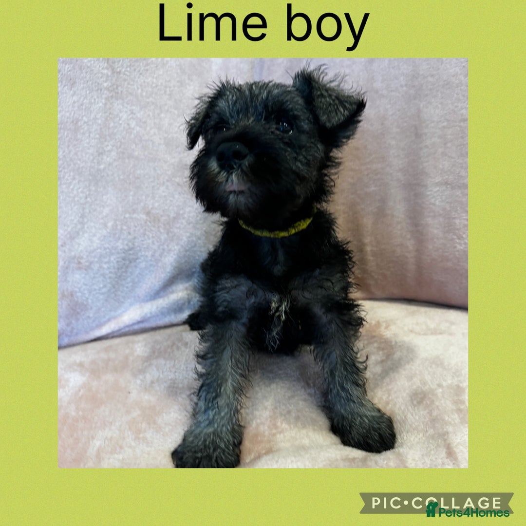 Miniature Schnauzer dogs for sale: Miniature Schnauzer Puppies  - Image 5