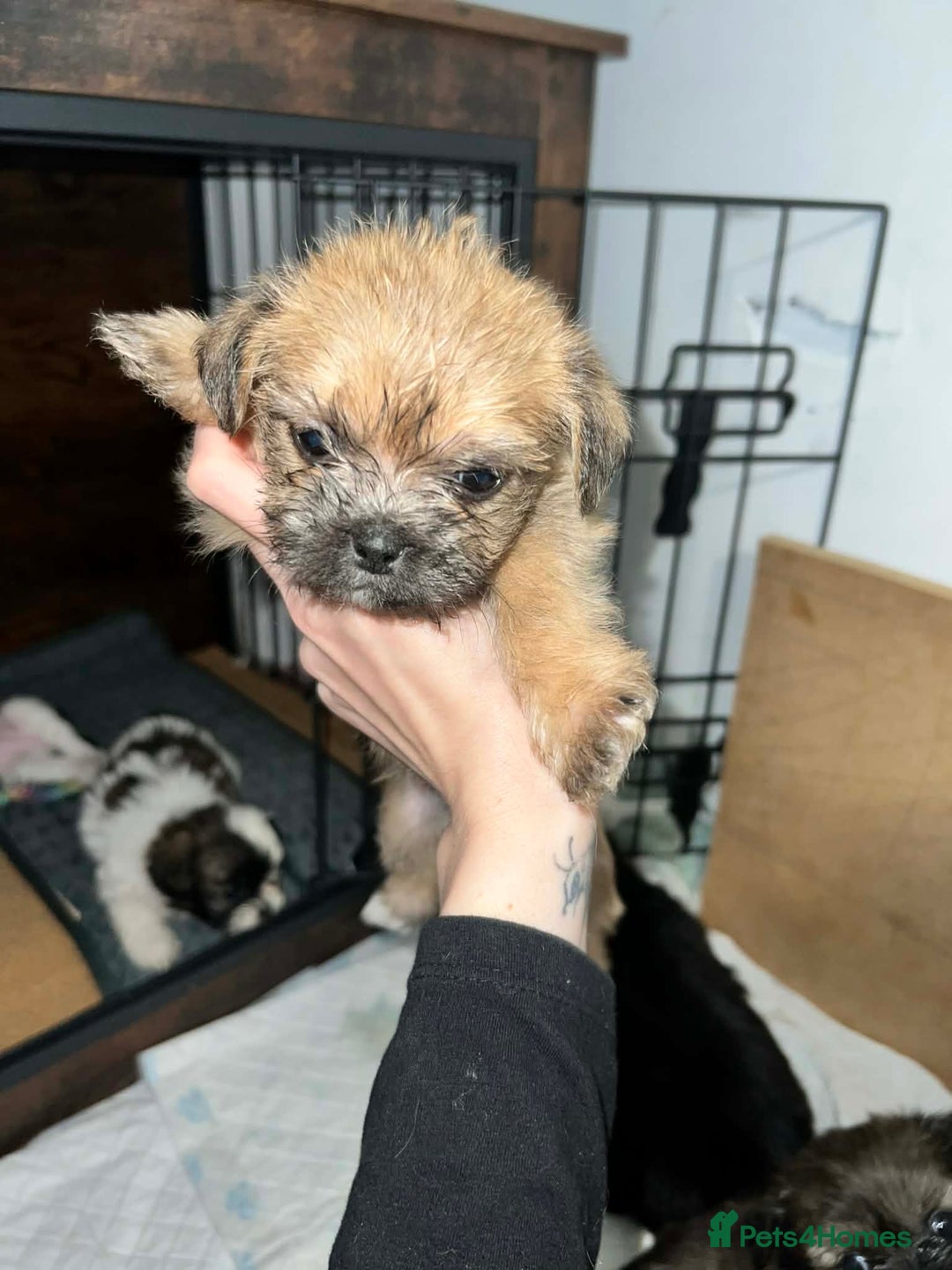 Zuchon dogs for sale: Bichon x Westie x Shih zu  - Advert 15