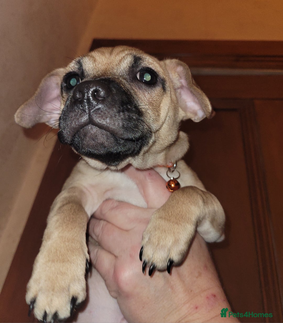 Jug dogs for sale: 15 week old brother and sister Jug puppies  - Advert 8