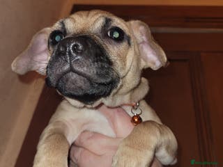 Jug dogs 15 week old brother and sister Jug puppies - Advert 8