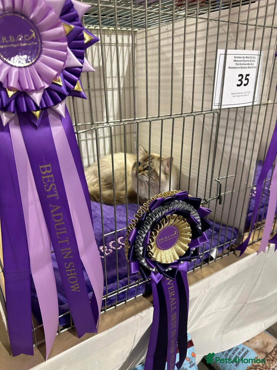 Ragdoll cats for sale: Gccf registered ragdoll male  - Advert 2