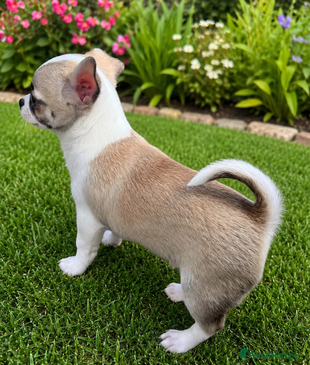 Chihuahua dogs for sale: Chihuahua puppies for sale 🐶💙 - Advert 1