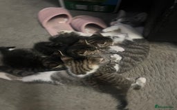 Mixed Breed cats for sale: 3 x female 2 x male kittens  - Image 2