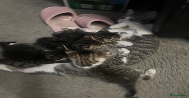 Mixed Breed cats - Advert 4
