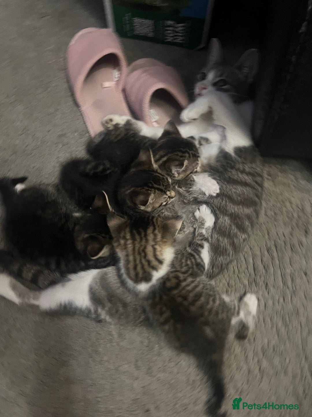 Mixed Breed cats for sale: 3 x female 2 x male kittens  - Image 2