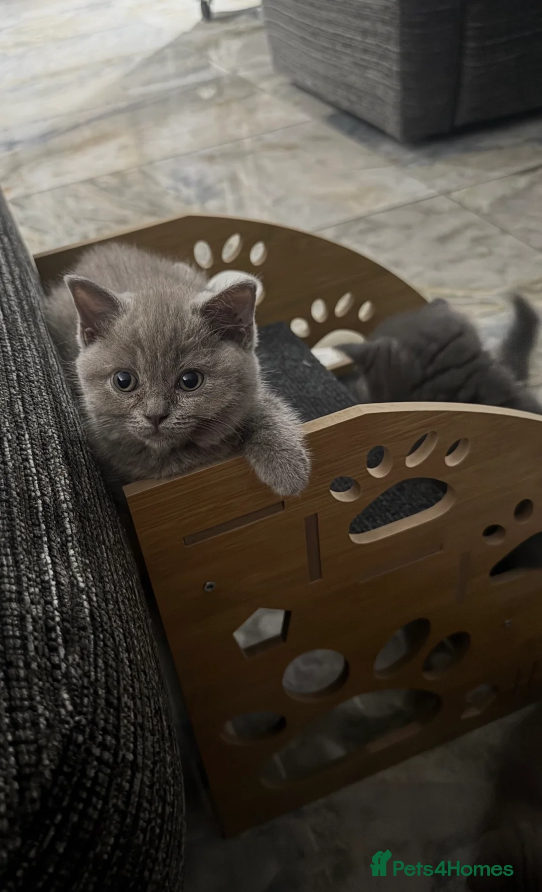 British Shorthair cats for sale: British shorthair x ragdoll - ready now  - Advert 1