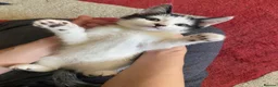 Mixed Breed cats for sale: BEAUTIFUL KITTENS READY FOR THEIR FOREVER HOMES 🐾 - Advert 1