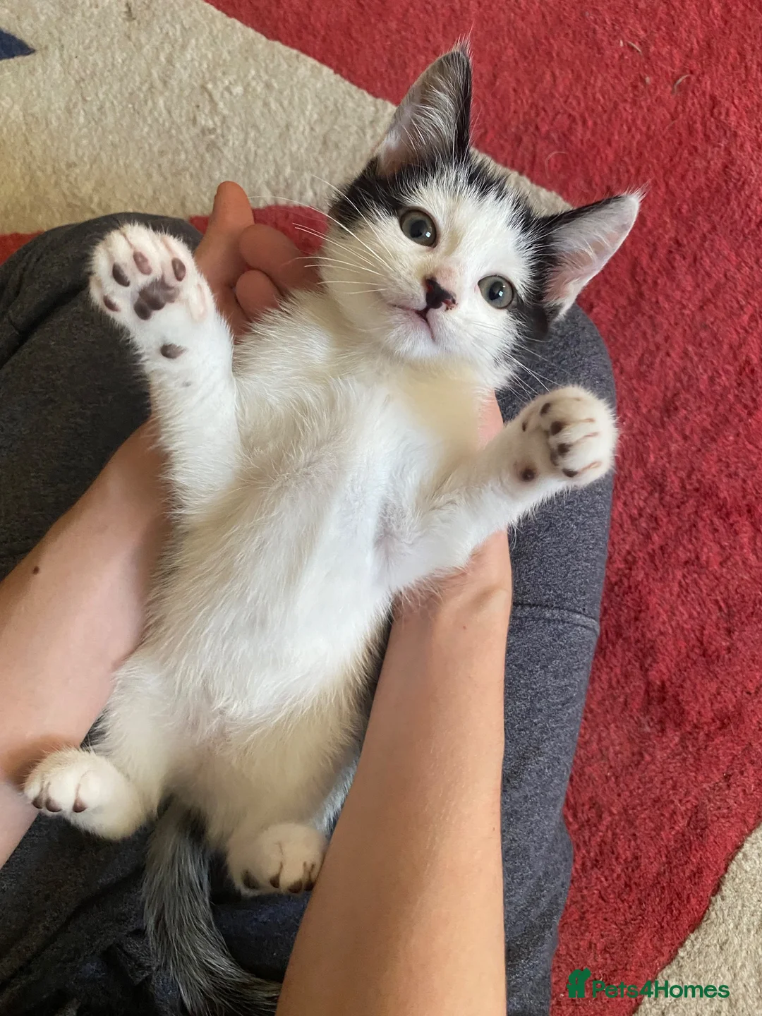 Mixed Breed cats for sale: BEAUTIFUL KITTENS READY FOR THEIR FOREVER HOMES 🐾 - Advert 1