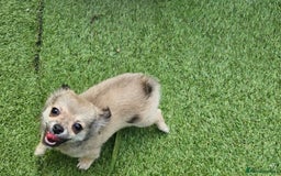 Chihuahua dogs for sale: Long coat Stunning K.C Reg. Puppies **READY NOW** - Image 21