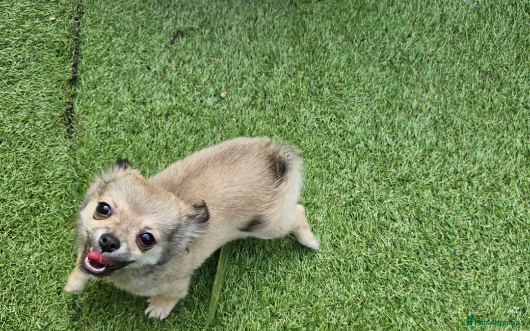 Chihuahua dogs for sale: Long coat Stunning K.C Reg. Puppies **READY NOW** - Image 21