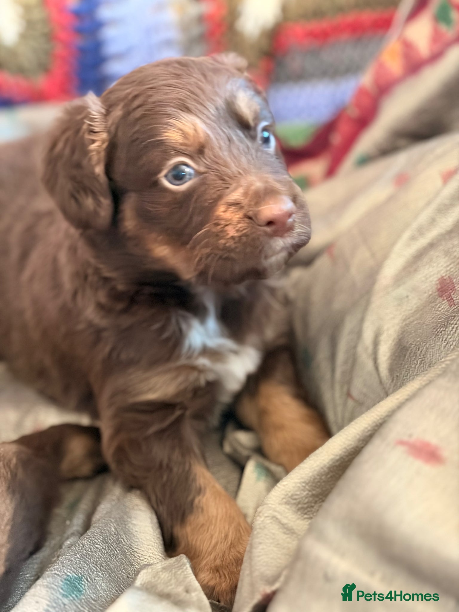 Cocker Spaniel dogs STUNNING WORKING COCKER SPANIEL PUPS.  - Advert 2
