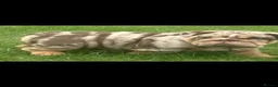English Bulldog dogs for sale: Chocolate Merle boy outstanding bloodlines  - Advert 3