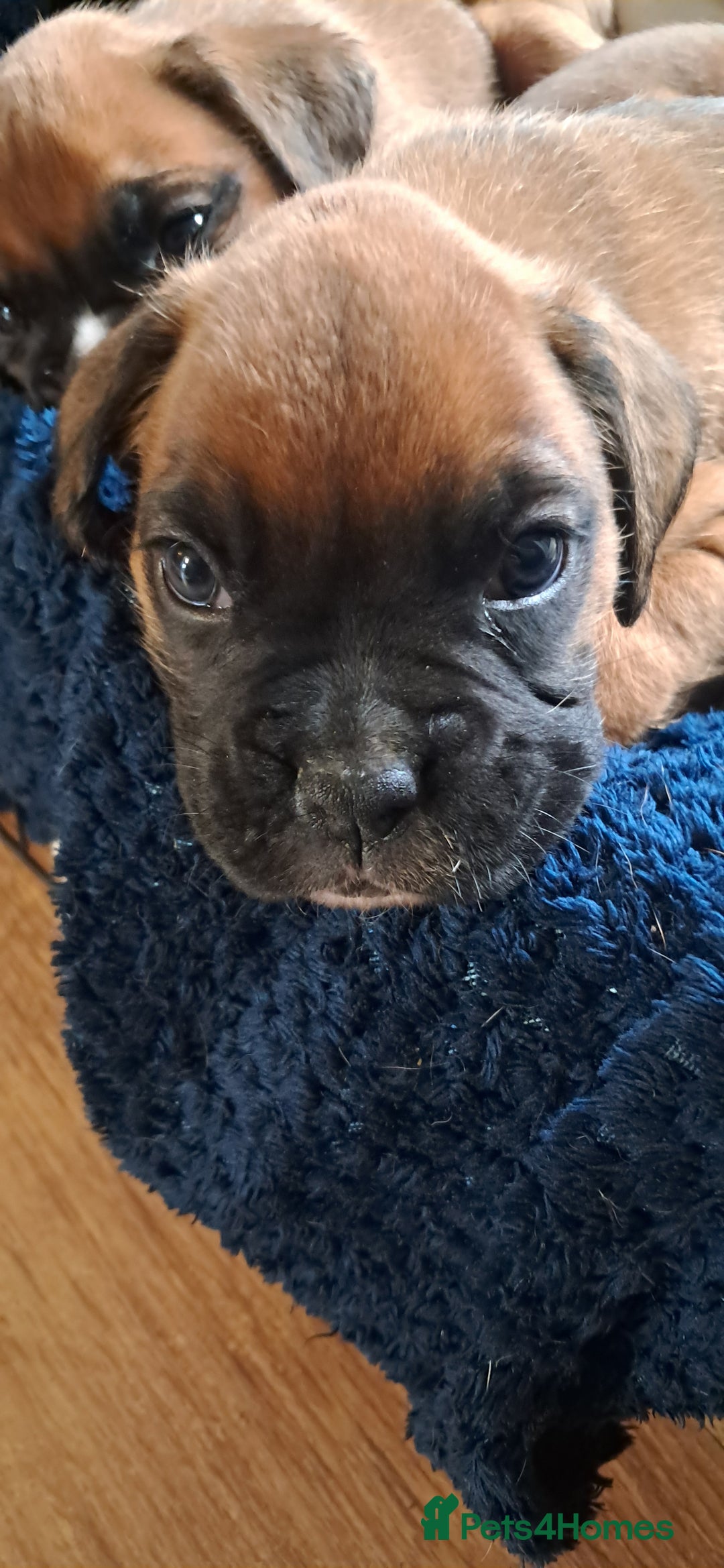 Boxer dogs for sale: Boxer babies ❤️ - Advert 13