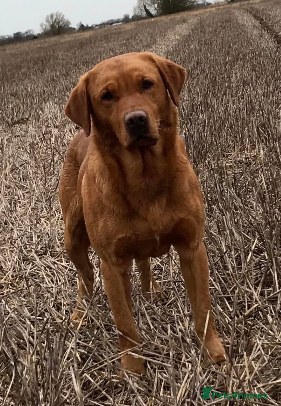 Labrador Retriever dogs for sale: STUNNING RED FOX LABS AVAILABLE 9TH JAN - Advert 2