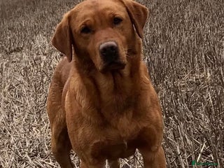 Labrador Retriever dogs STUNNING RED FOX LAB PUPS AVAILABLE 9TH JAN - Advert 4