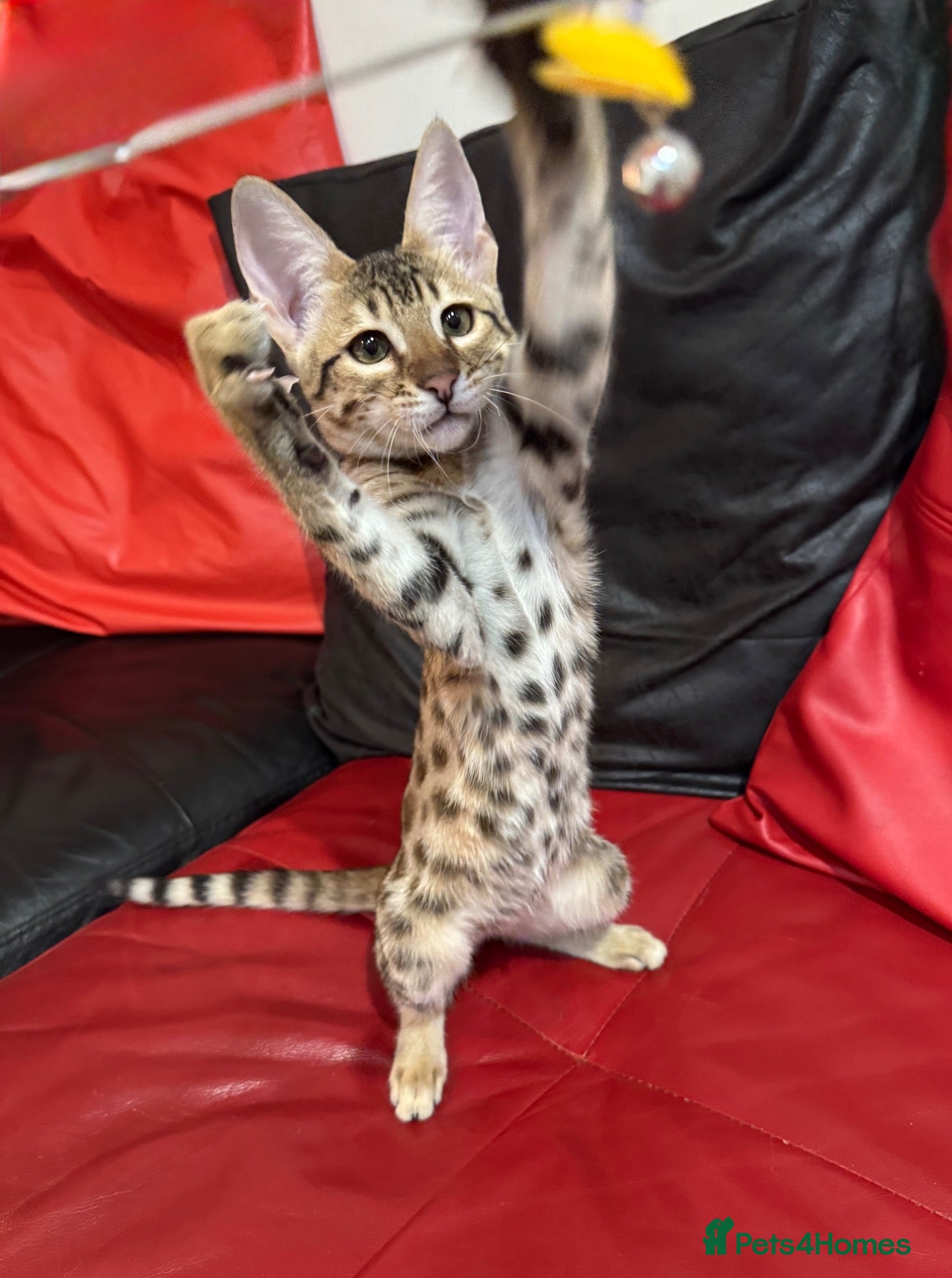 Savannah cats 100% REAL! Top Quality Tica Regist. Savannahs - Advert 2