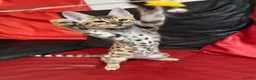 Savannah cats for sale: 2 and 3 months old. Tica Regist. Savannahs - Advert 7