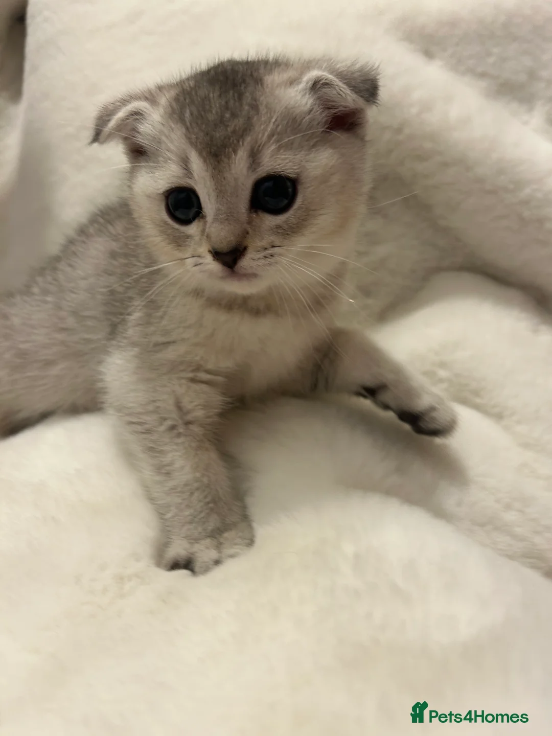 Scottish Fold cats for sale: Scottishfold kittens  - Advert 4