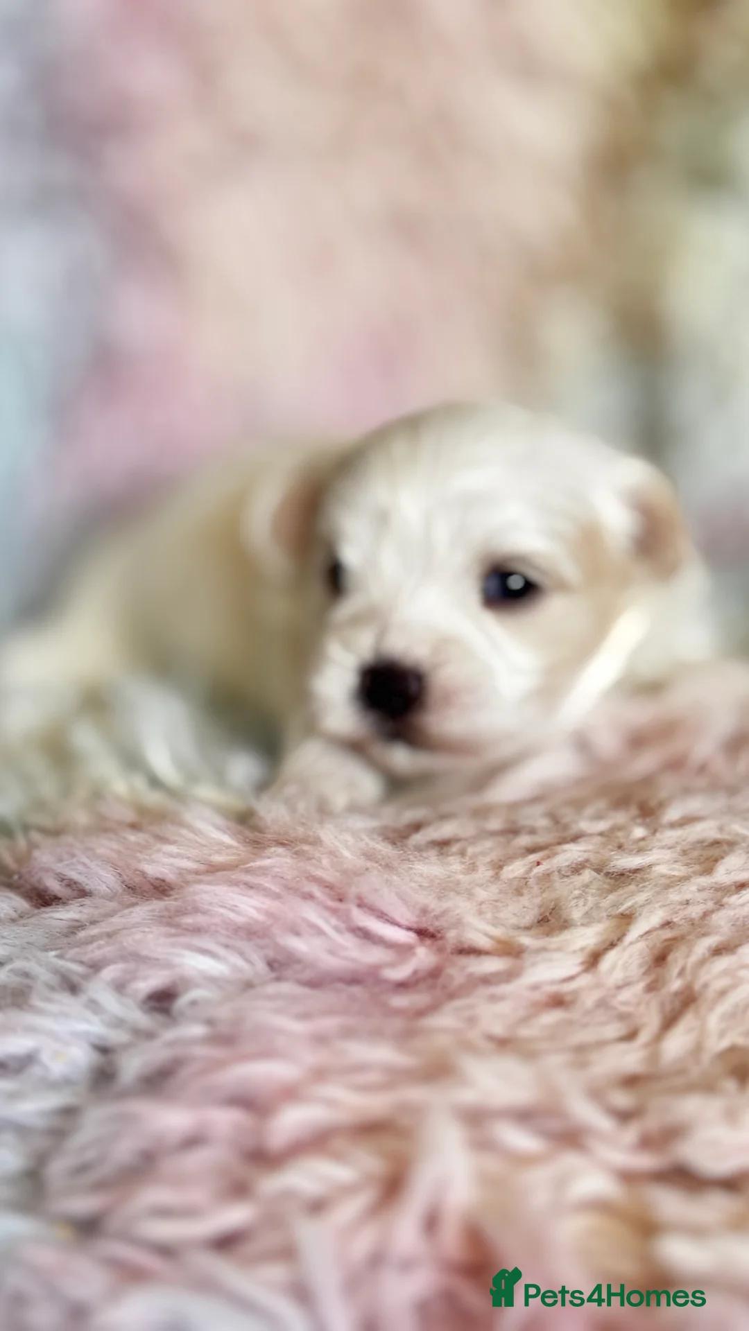 Maltese dogs for sale: Kc registered mini Maltese  - Advert 17