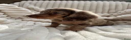 Miniature Dachshund dogs for sale: Fabulous Litter of Long haired dachshund puppies  - Advert 9