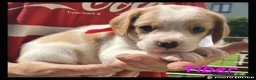Beaglier dogs for sale: Beautiful Beaglier Bundles 🌸 - Advert 28