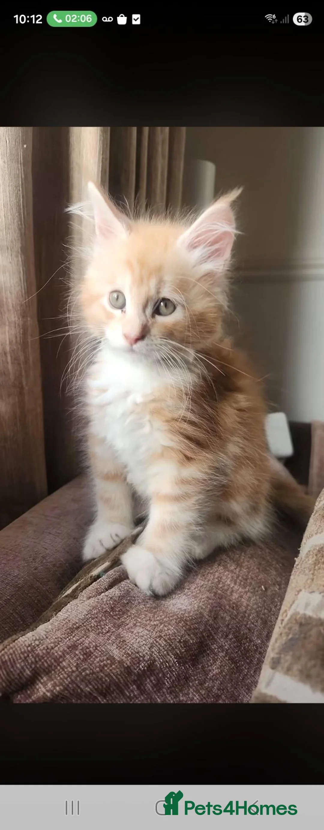 Maine Coon cats for sale: Maine coon boy full breed - Advert 2