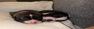 Staffordshire Bull Terrier 4