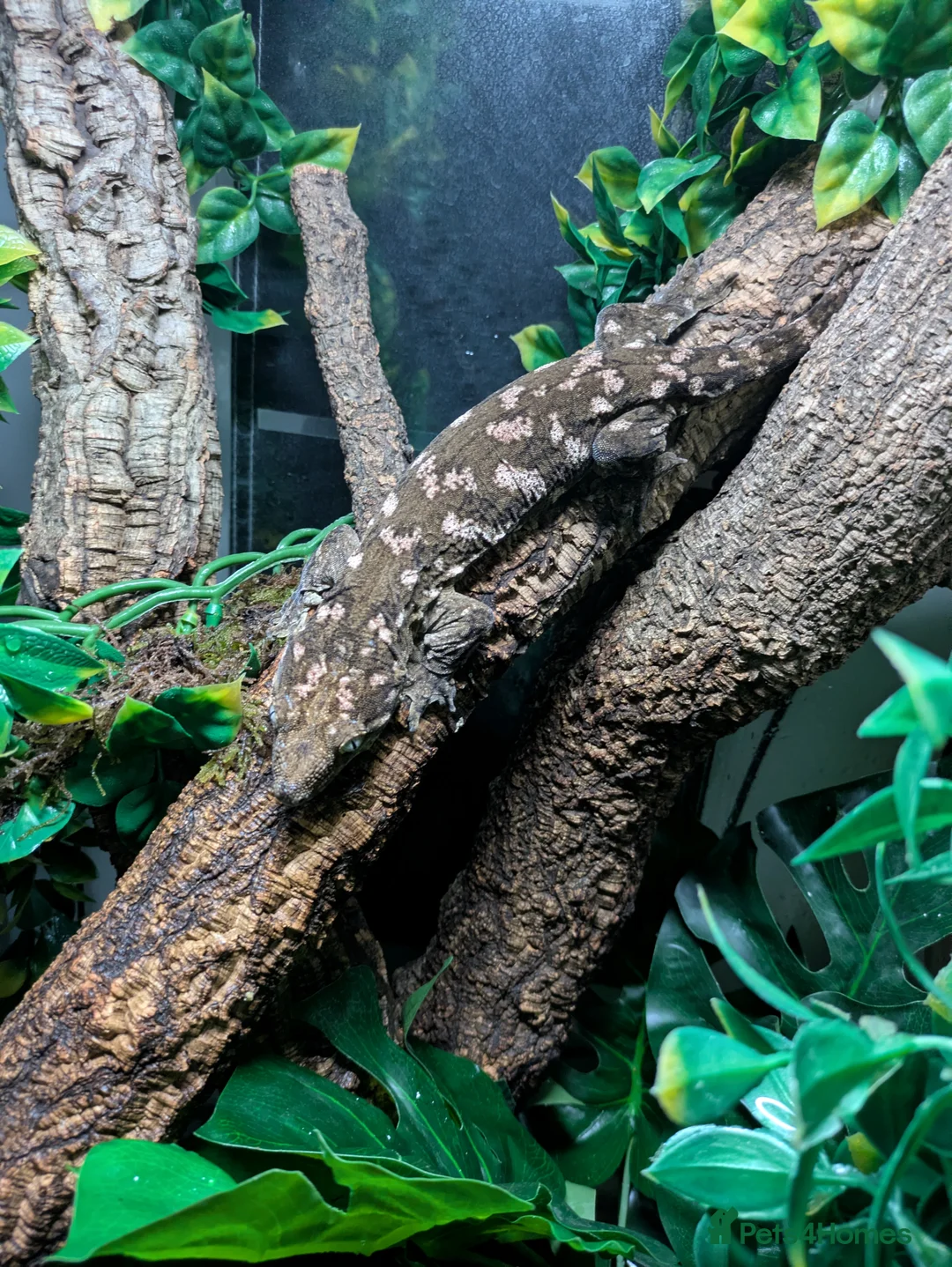 Gecko reptiles for sale: Leachieaunus gecko - Advert 1