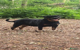 Rottweiler dogs for sale: Pure breed  KING ROTTWEILER (1 female) - Image 5