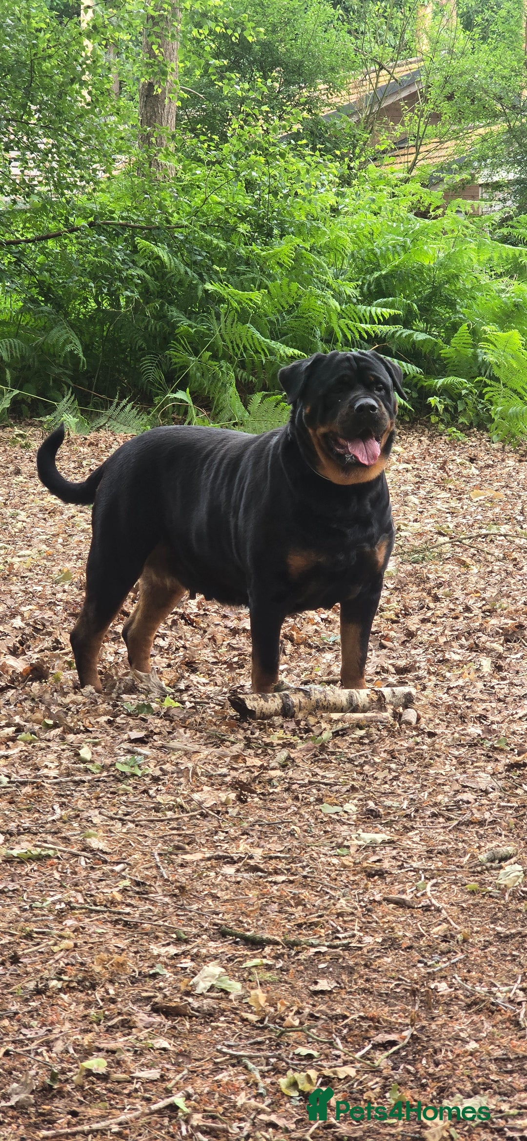 Rottweiler dogs for sale: Pure breed  KING ROTTWEILER (1 female) - Image 5