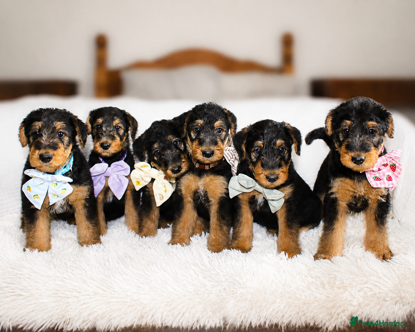 Airedale Terrier dogs KC Female Puppy Available- 5✨ licensed breeder - Advert 5