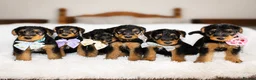 Airedale Terrier dogs for sale: KC Female Puppy Available- 5✨ licensed breeder - Advert 1