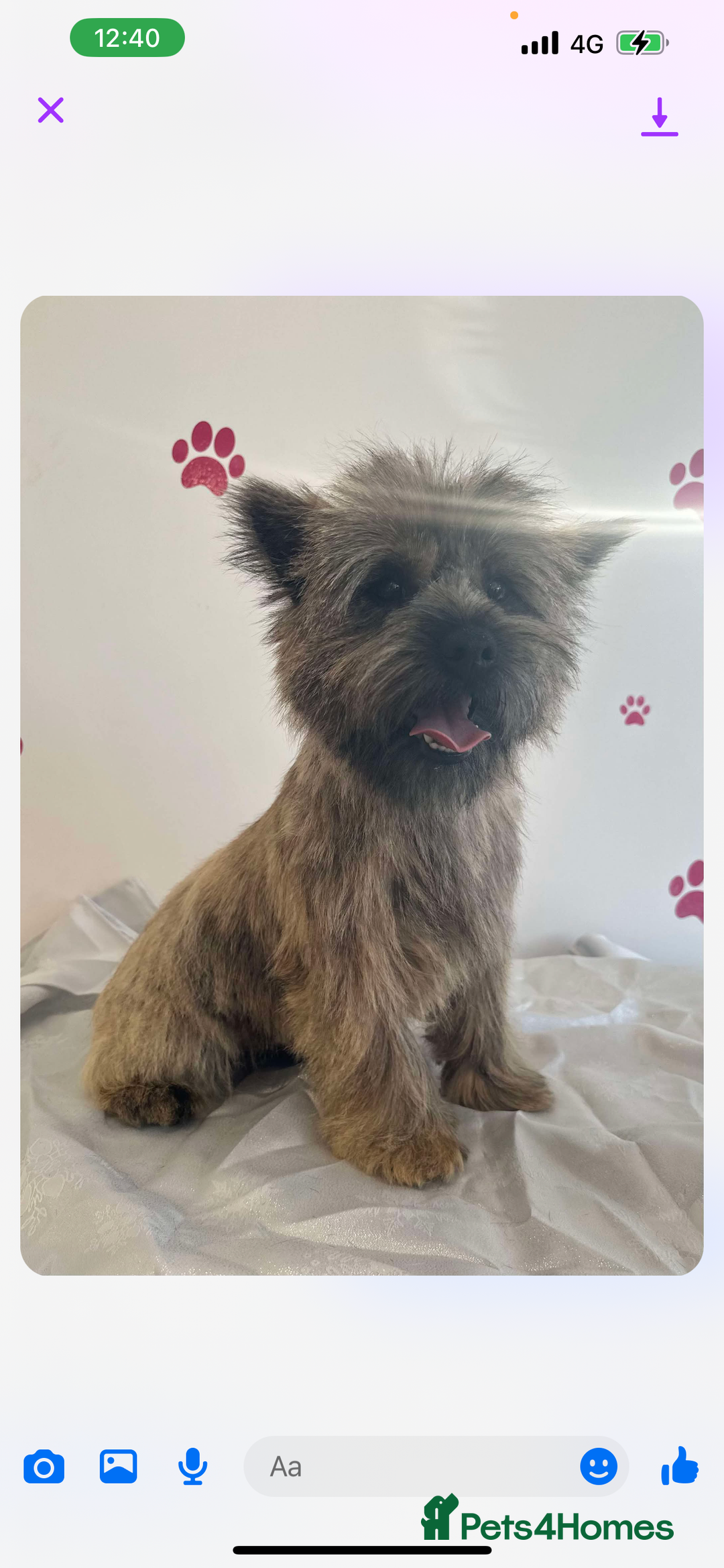 Cairn Terrier dogs for sale: Cairn terrier puppies  - Advert 18