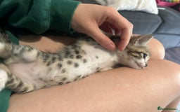 British Shorthair cats for sale: 4 kittens for sale: 3 girls 1 boy mixed coats  - Image 10