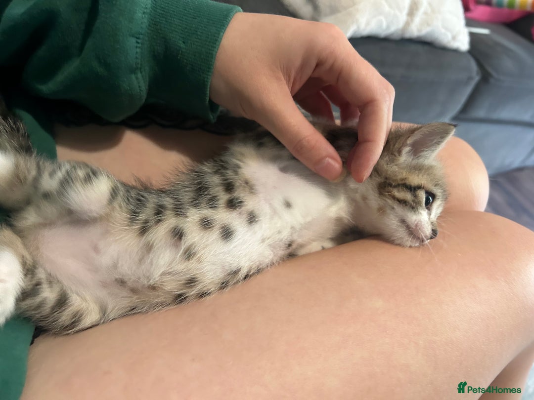 British Shorthair cats for sale: 4 kittens for sale: 3 girls 1 boy mixed coats  - Image 10