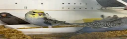 Budgerigars birds for sale: Helicopter split budgies  - Advert 3