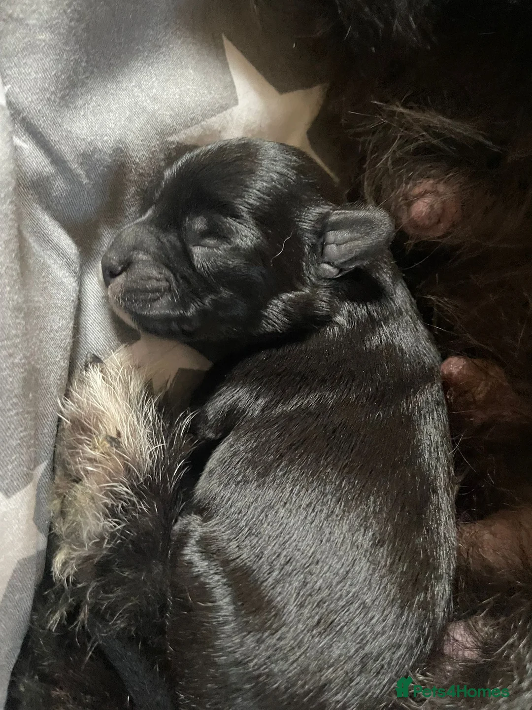 Maltipoo dogs for sale: 6 Beautiful Female Maltipoo Puppies - Advert 11