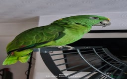 Parrots birds for sale: Tame Female Yellow Naped Amazon - Image 2