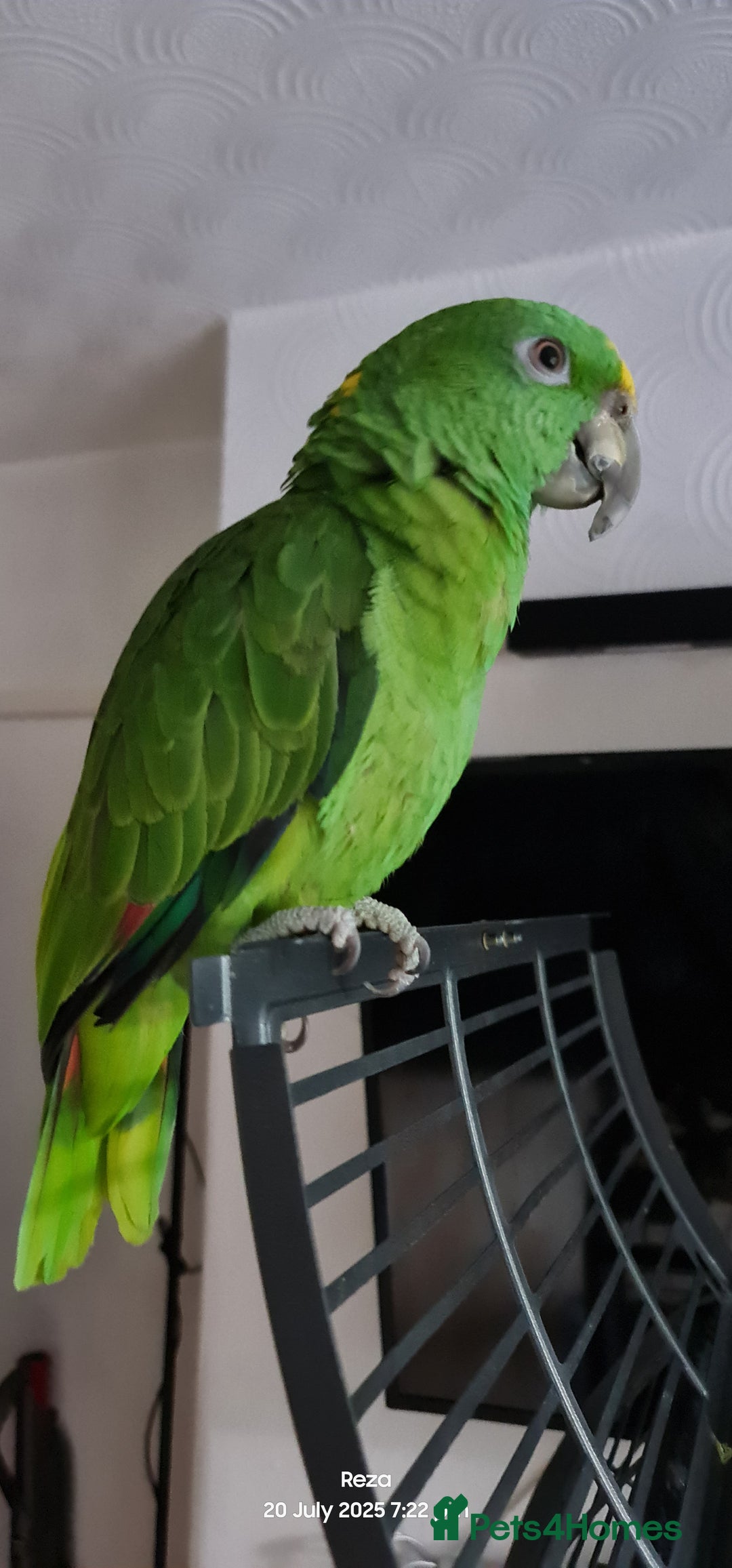 Parrots birds for sale: Tame Female Yellow Naped Amazon - Image 2