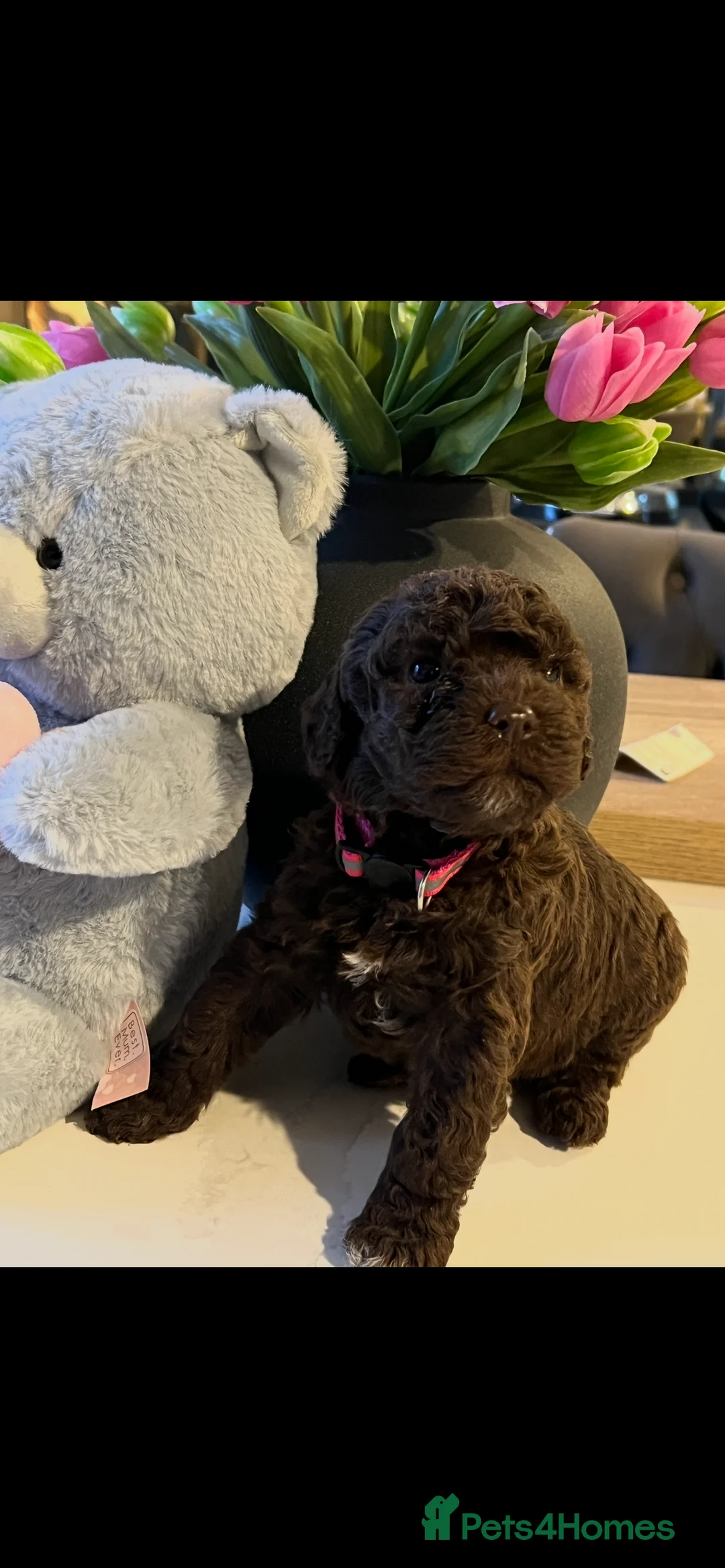 Lagotto Romagnolo dogs for sale: Quality lagotto romagnolo puppies for sale - Advert 26