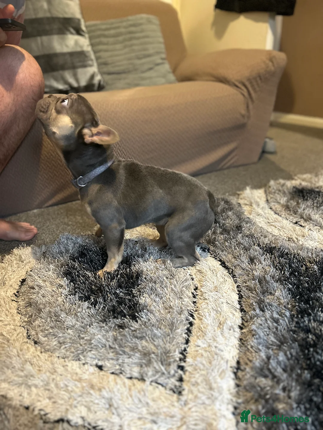 French Bulldog dogs for sale: Stunning 6 month girl Frenchie - Advert 8