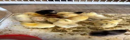 Chickens poultry for sale: Mixed Unsexed Chicks  - Advert 2