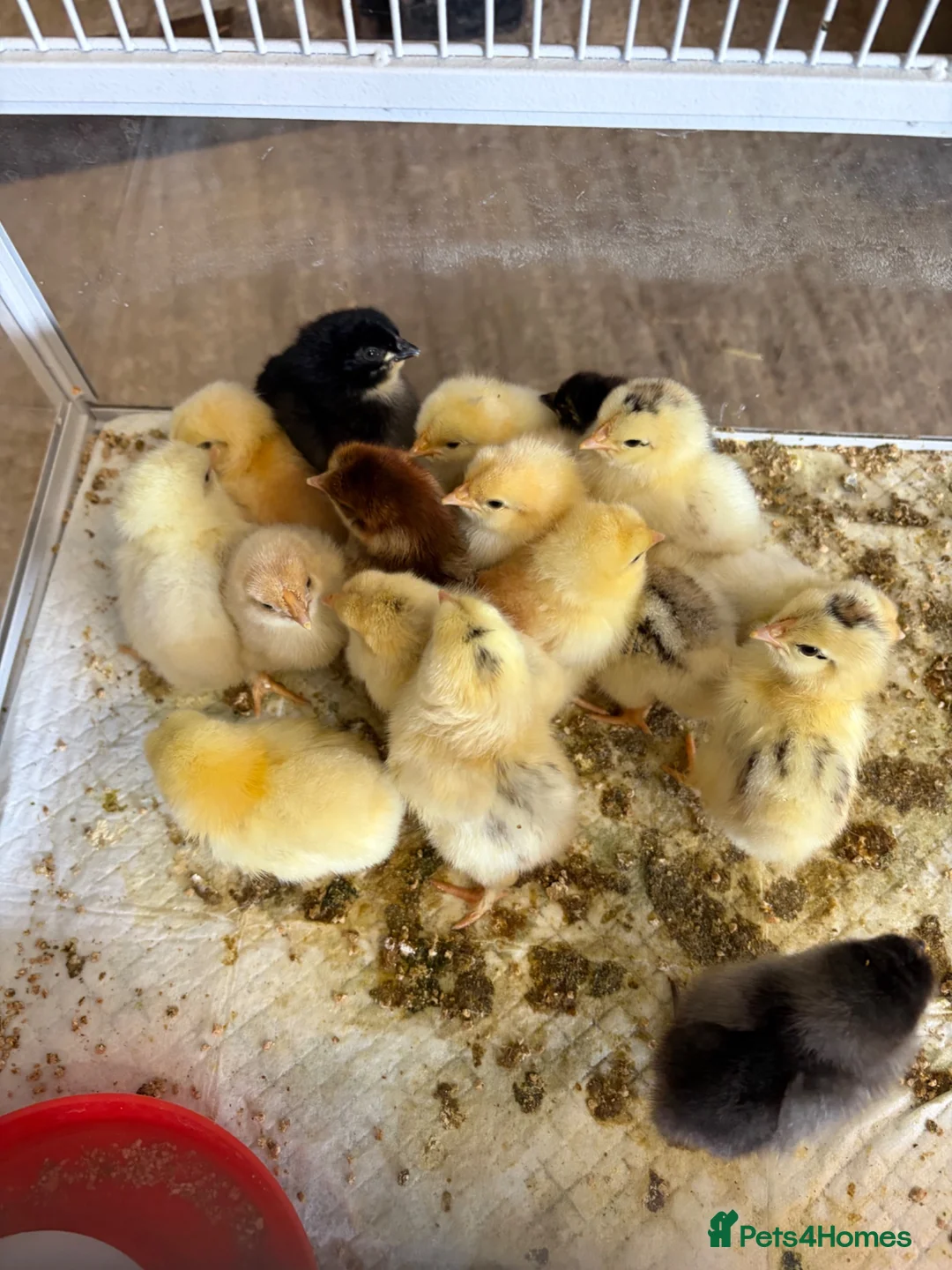 Chickens poultry for sale: Mixed Unsexed Chicks  - Advert 2