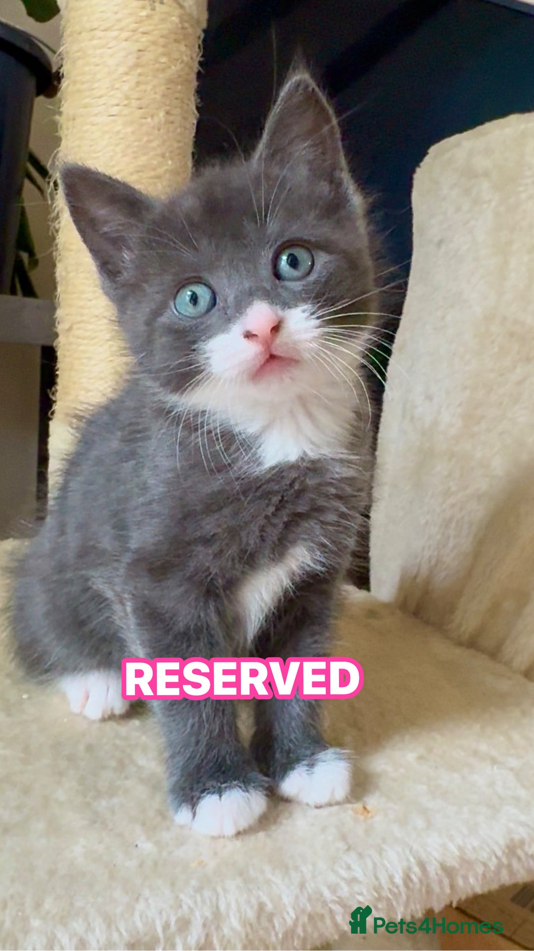 Mixed Breed cats for sale: Beautiful Russian Blue Mix Kittens - Image 2